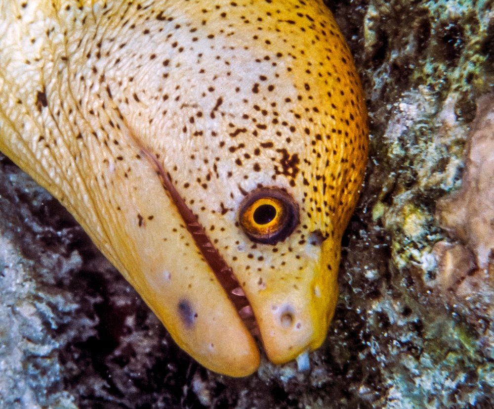 Gymnothorax miliaris moray eel