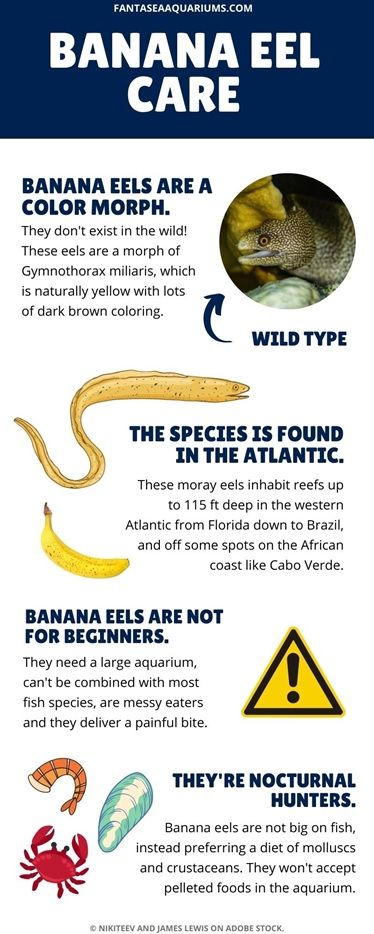Banana eel aquarium fish infographic