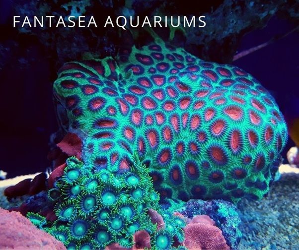 Colorful Favia coral in the aquarium.