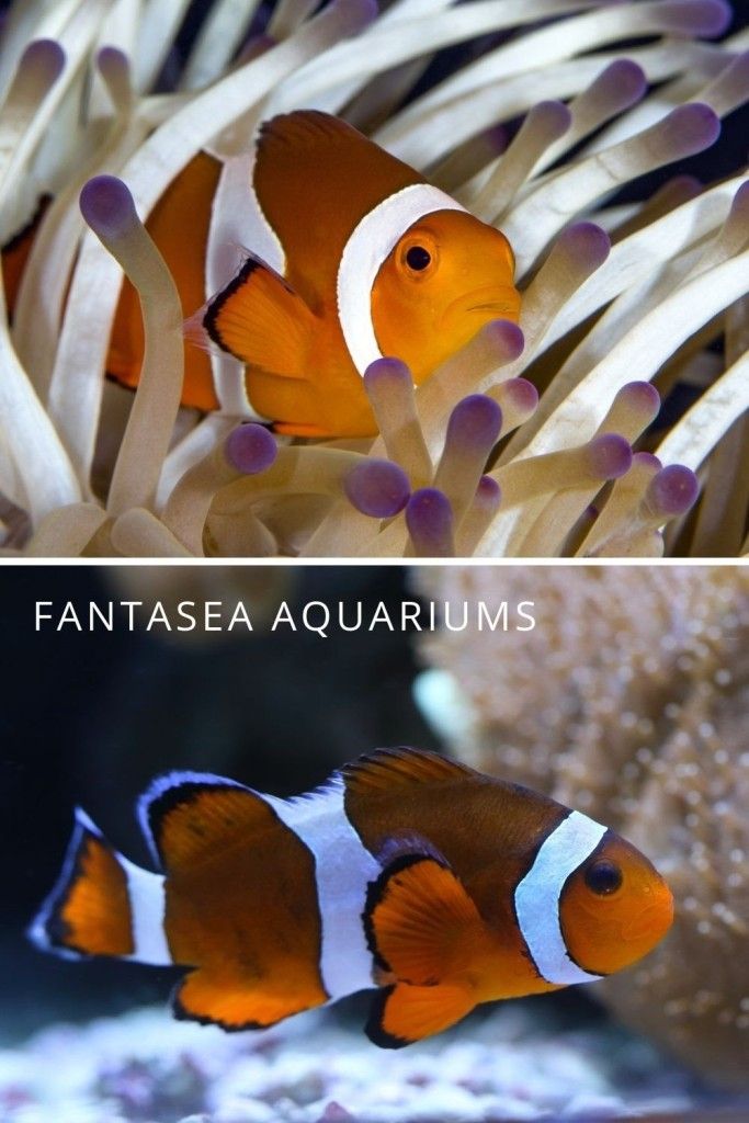 Ocellaris vs percula clownfish side-by-side view