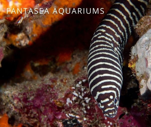 Zebra eel (Gymnomuraena zebra) aquarium fish.