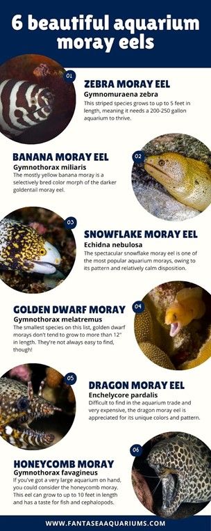 Infograph on eels