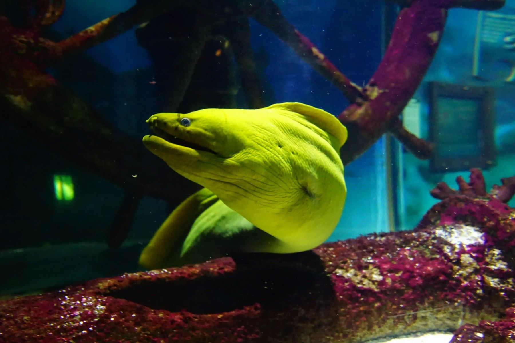 Yellow Wolf Eel with gaping jaws