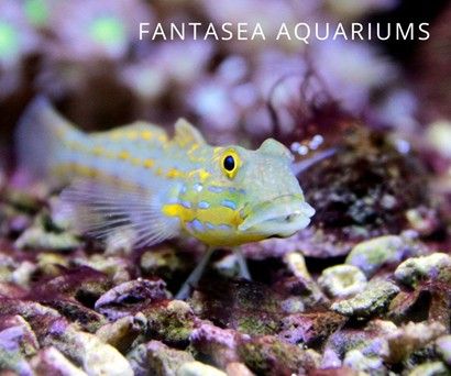 Diamond goby (Valenciennea puellaris) aquarium fish.