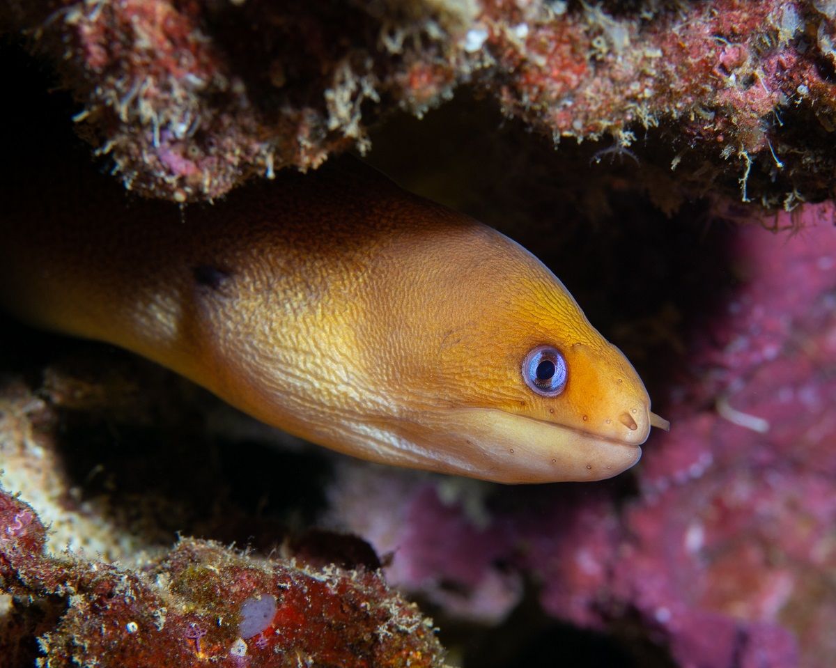 Golden dwarf moray eel in aquarium live rock.