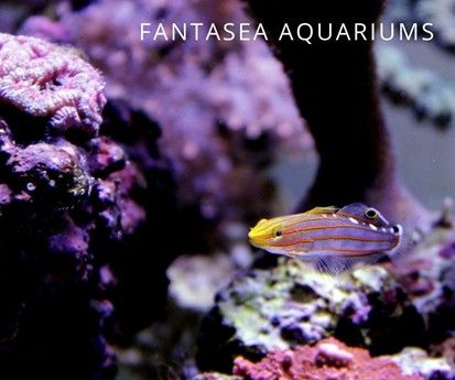 Rainford’s goby (Amblygobius rainfordi) fish in aquarium coral reef.