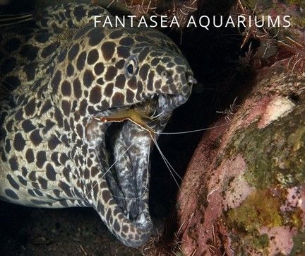 Close up of honeycomb eel eating