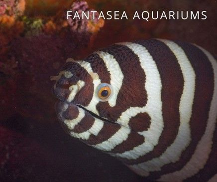 Close up of zebra eel