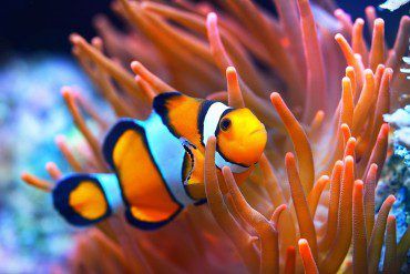 Designer Clownfish: What’s the Hype?