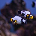Designer clownfish in a saltwater aquarium