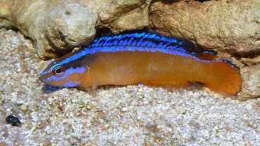 Neon Dottyback | Pseudochromis aldabraensis Care & Info