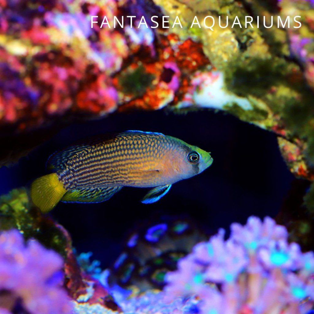 Splendid Dottyback | Pseudochromis Splendens Care & Info