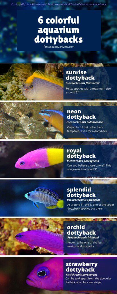 6 colorful dottybacks for the aquarium | Infographic showing different Pseudochromis and Pictichromis fish species