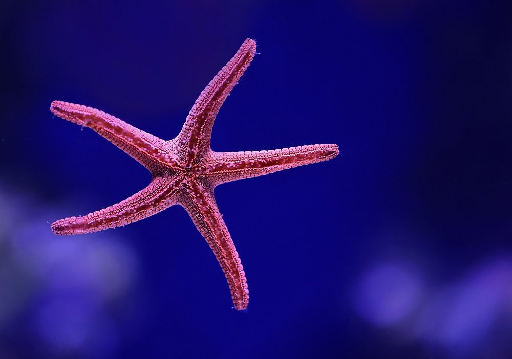 5 EASY & reef safe starfish for the aquarium