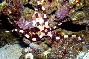 Banded serpent Starfish Care | Ophiolepis superba