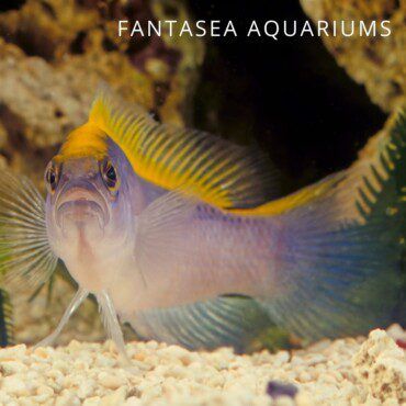 Sunrise Dottyback | Pseudochromis flavivertex Care & Info