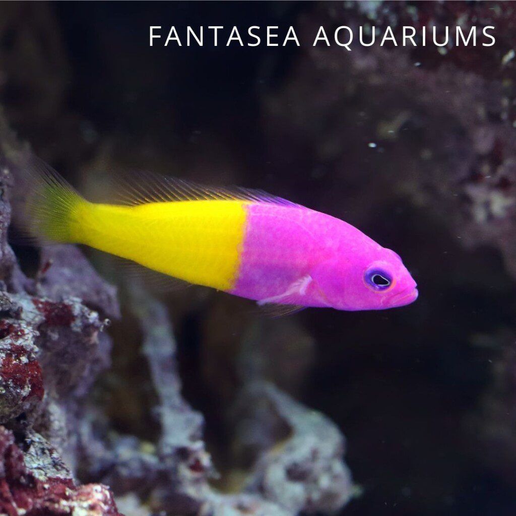 Royal dottyback (Pictichromis paccagnella) aquarium fish