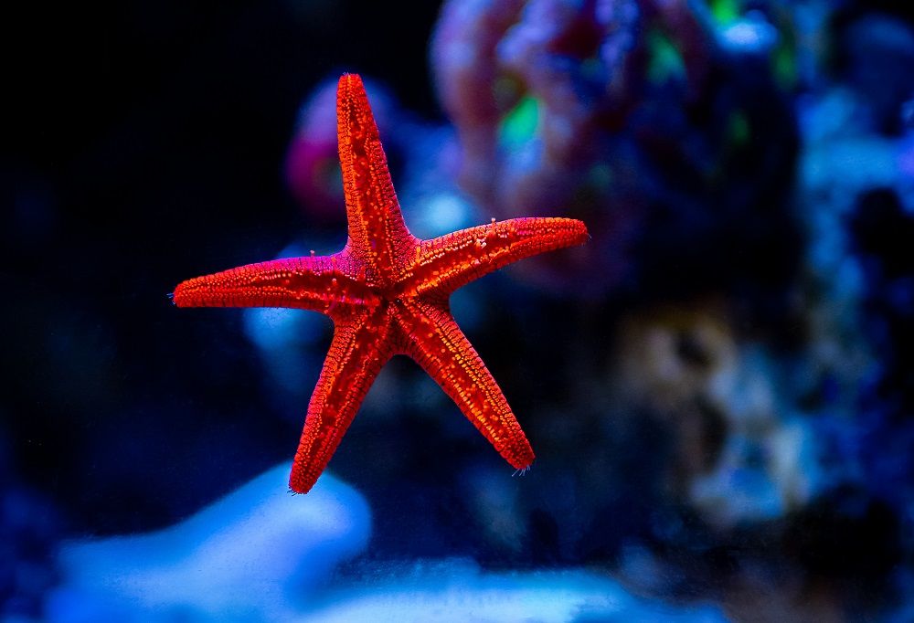 Red Fromia Starfish – Aqua SD
