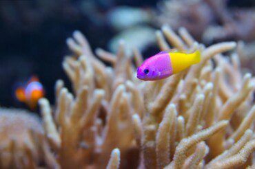 Royal Dottyback | Pictichromis paccagnella Care & Info