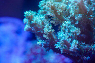 Kenya Tree Coral Care & Growing | Capnella sp.
