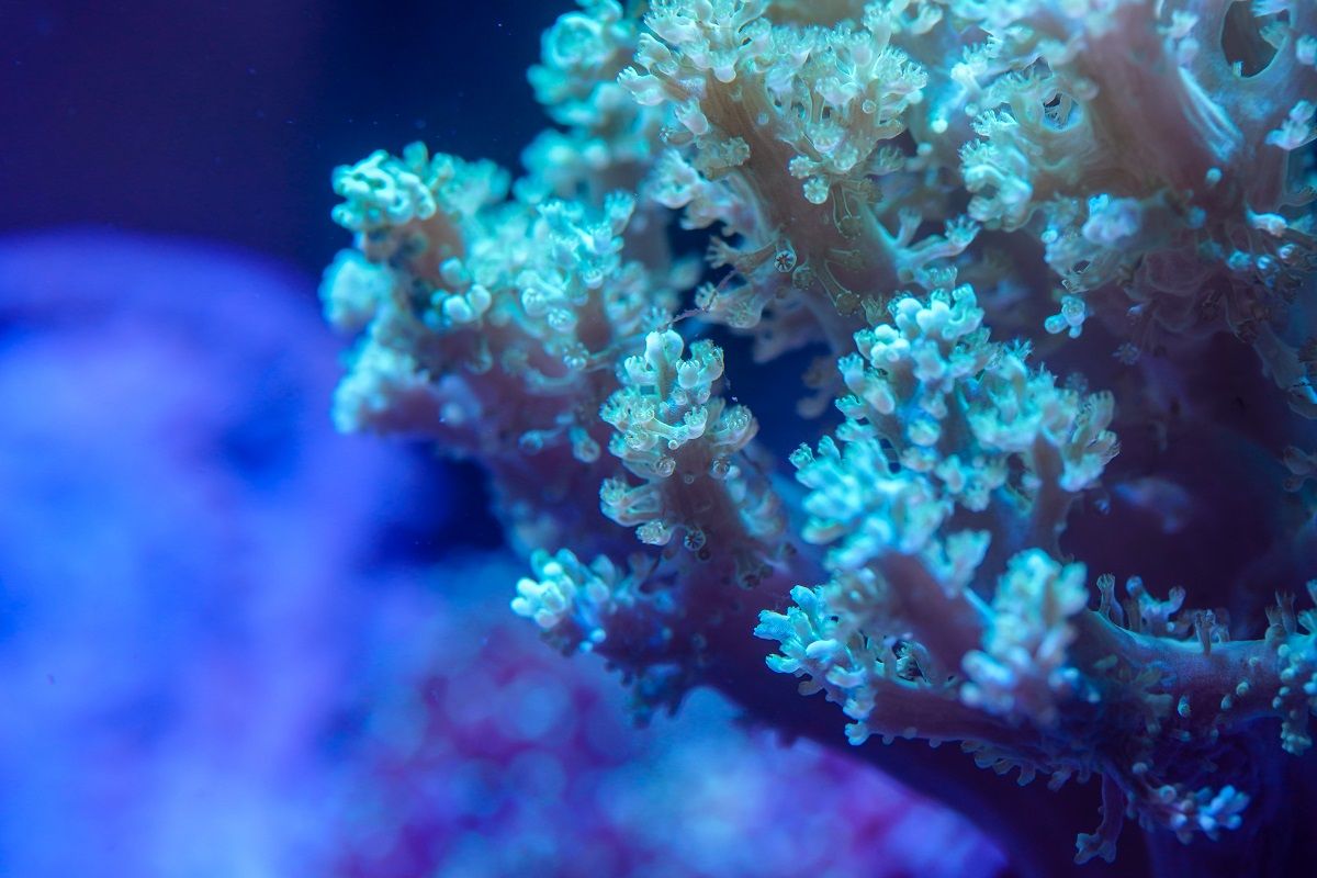 Close up of Green Kenya Tree Coral (Capnella sp.)