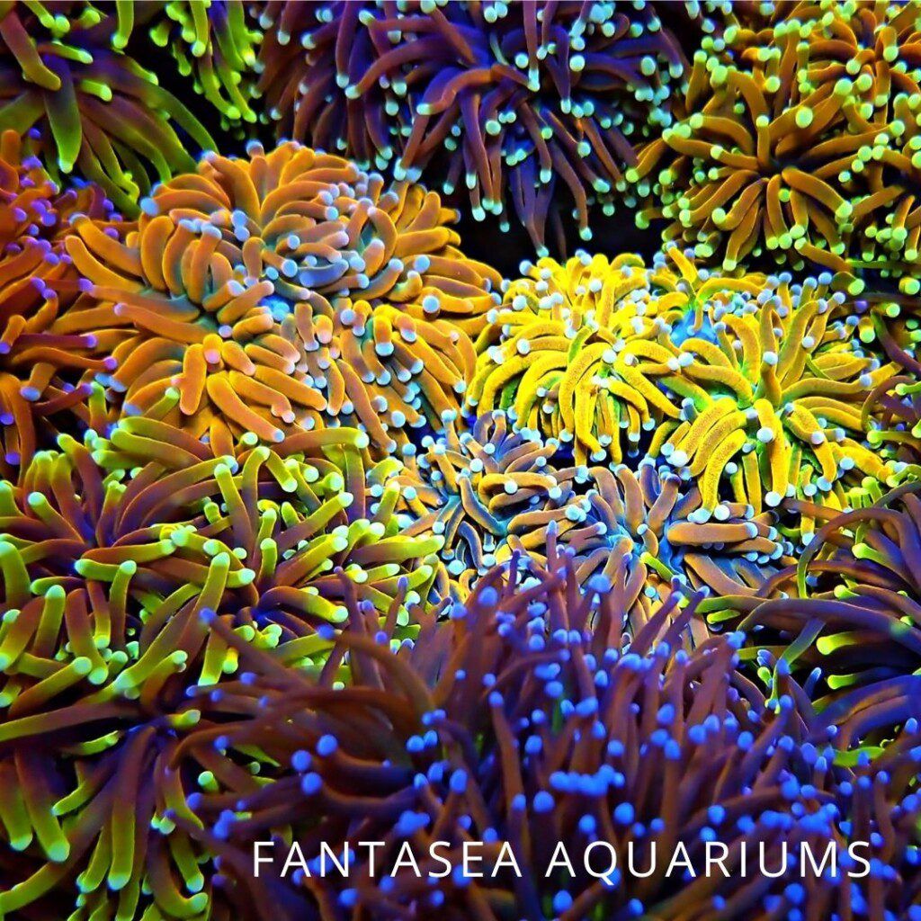 Multicolored torch corals for the aquarium.