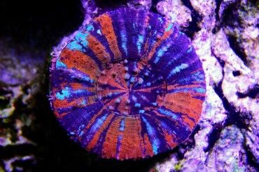 Scolymia Coral Care & Growing