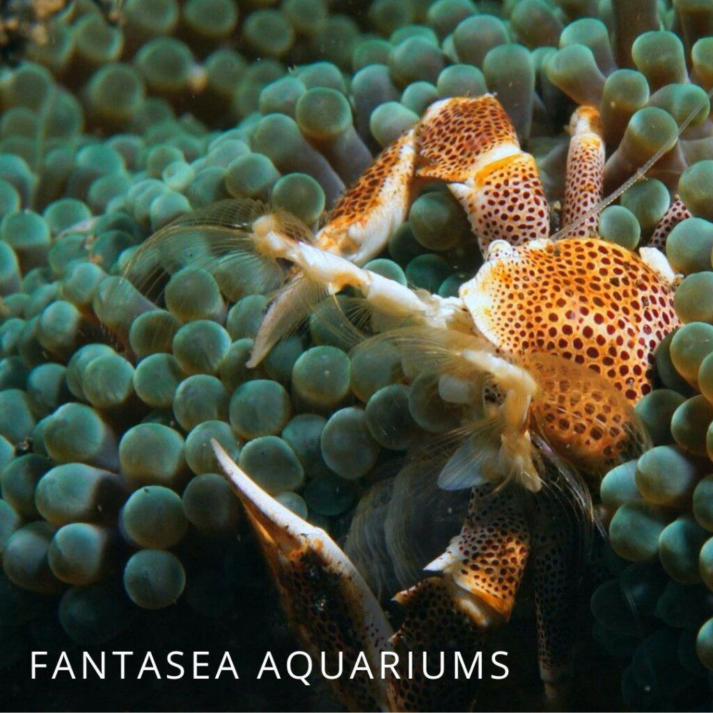 Porcelain anemone crab, a popular crustacean for marine aquariums.