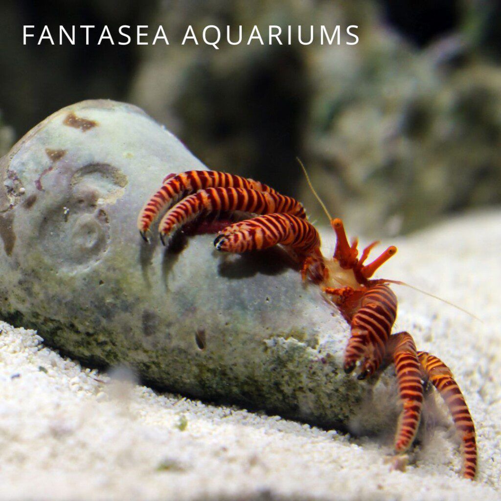 Halloween hermit crab | Ciliopagurus strigatus in aquarium
