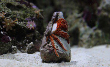 Halloween Hermit Crab Care | Ciliopagurus strigatus