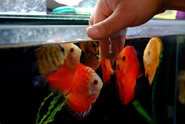 How Much Do Aquarium Fish Eat?