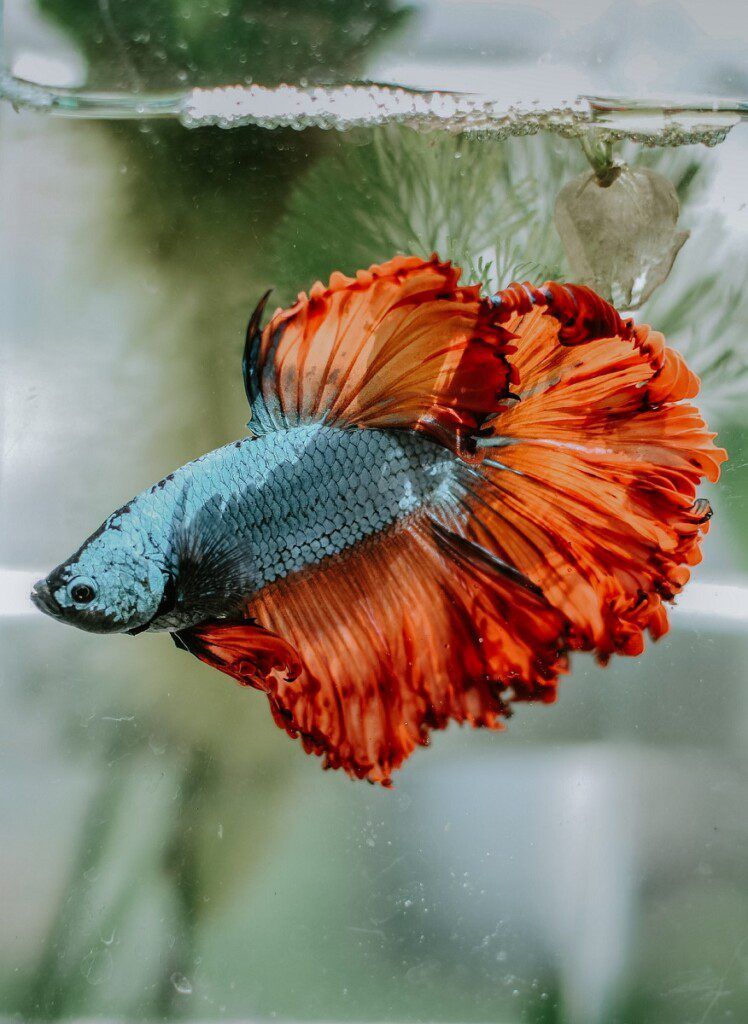 Betta splendens or Siamese fighting fish with long red fins and blue body.