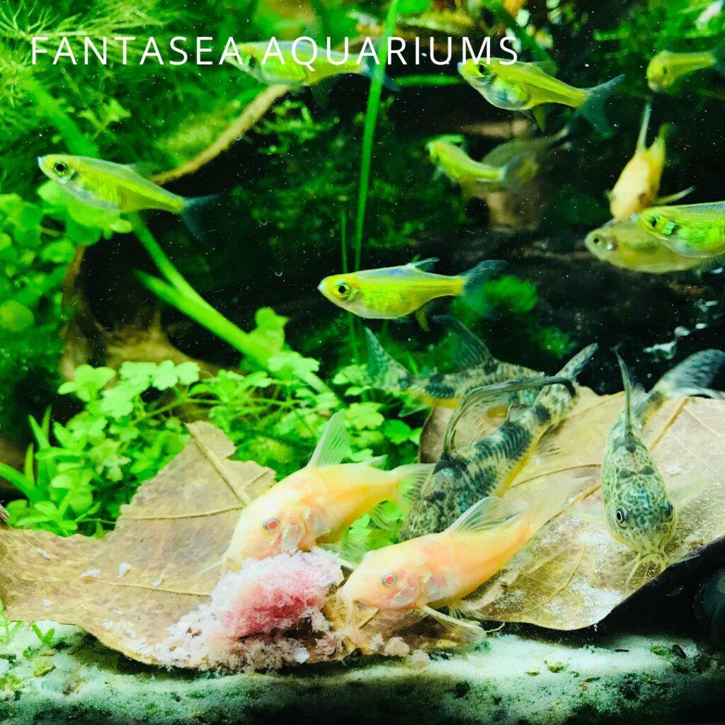 Corydoras catfish and other aquarium fish feeding.