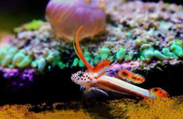 Flaming Prawn Goby Care & Info