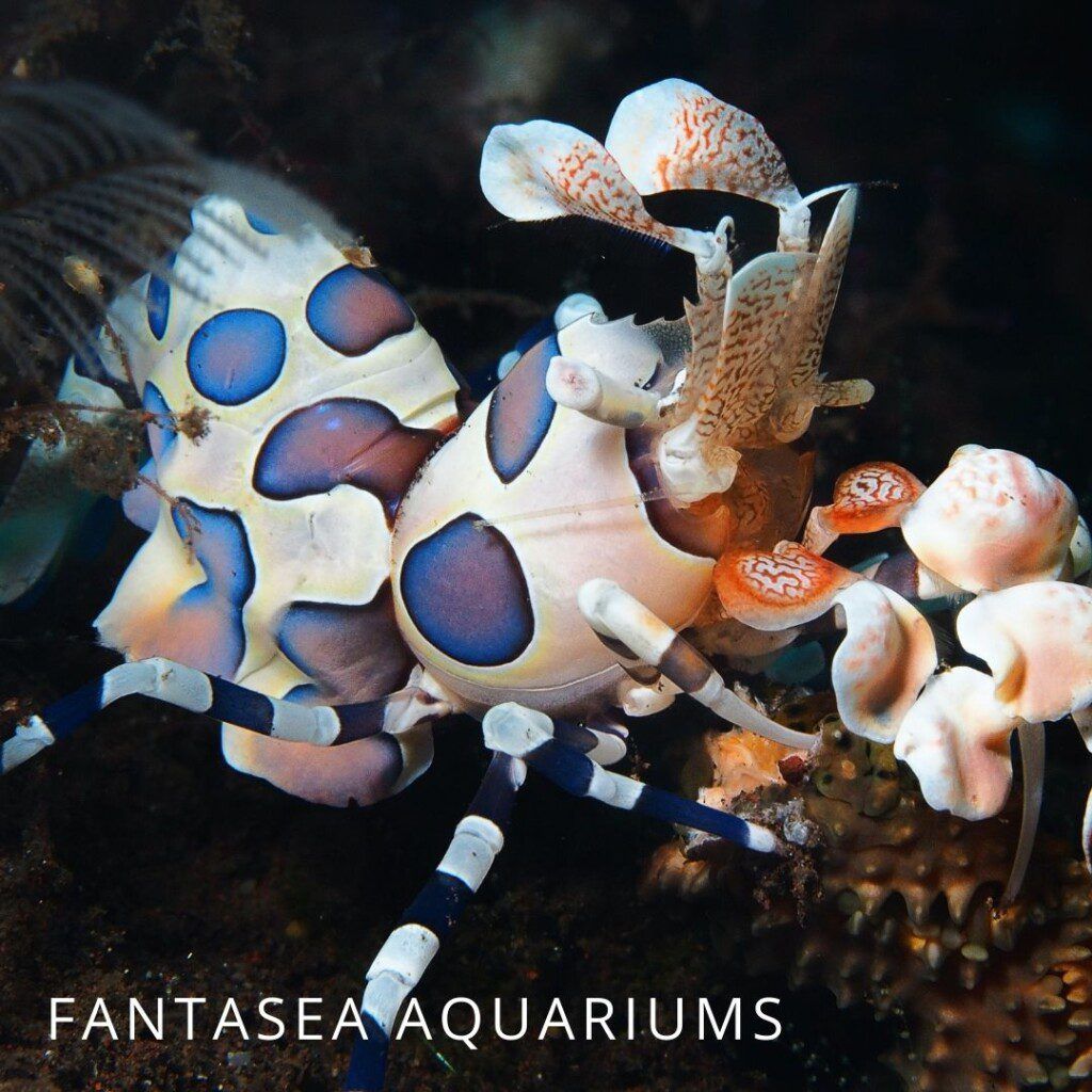 Harlequin shrimp (Hymenocera picta) close-up