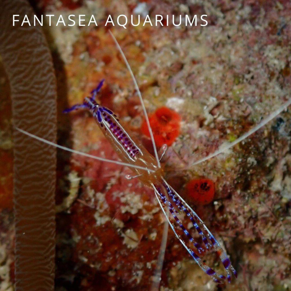 Pederson shrimp underwater photo next to anemone tentacle
