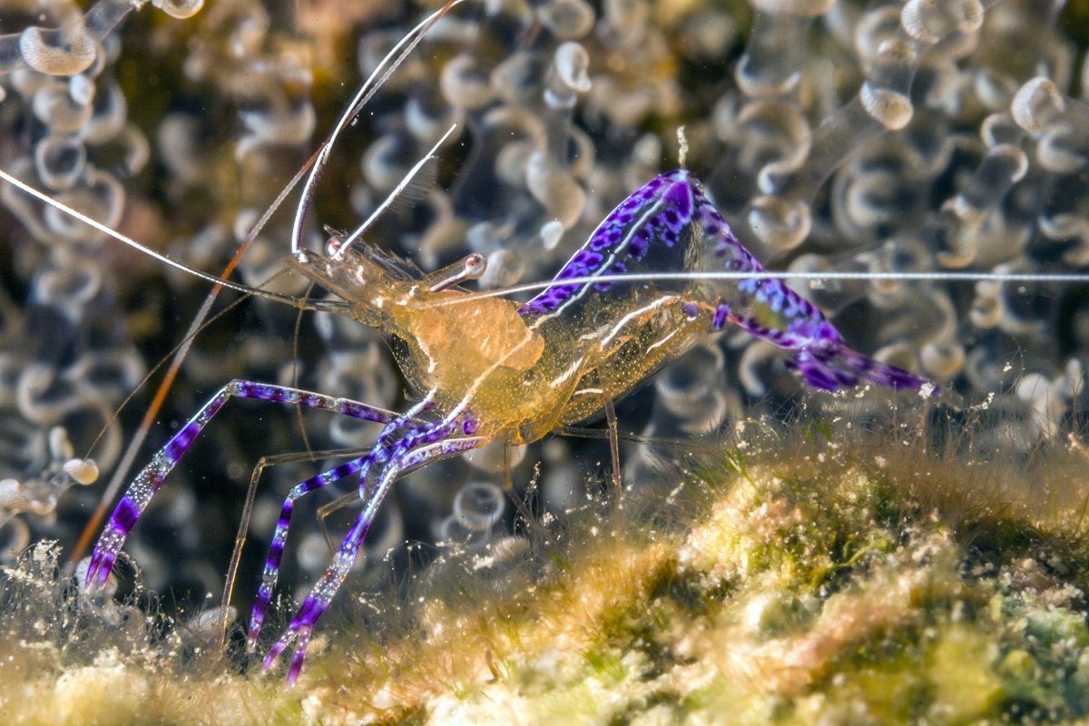 Ancylomenes pedersoni or Pederson's cleaner shrimp