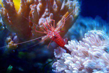 7 Saltwater Aquarium Shrimp For Your Reef Tank