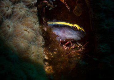Sharknose Goby Care & Info | Elacatinus evelynae