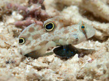 Twin-Spot Goby Care | A Picky Eater