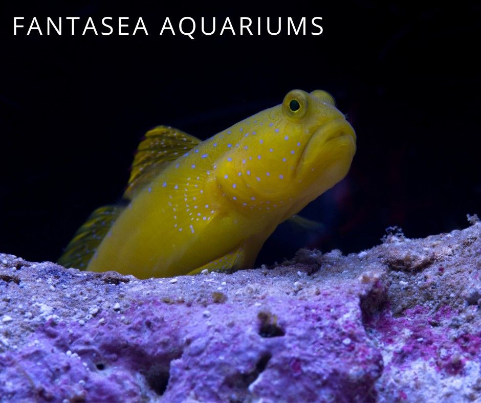 Yellow watchman goby in the reef aquarium