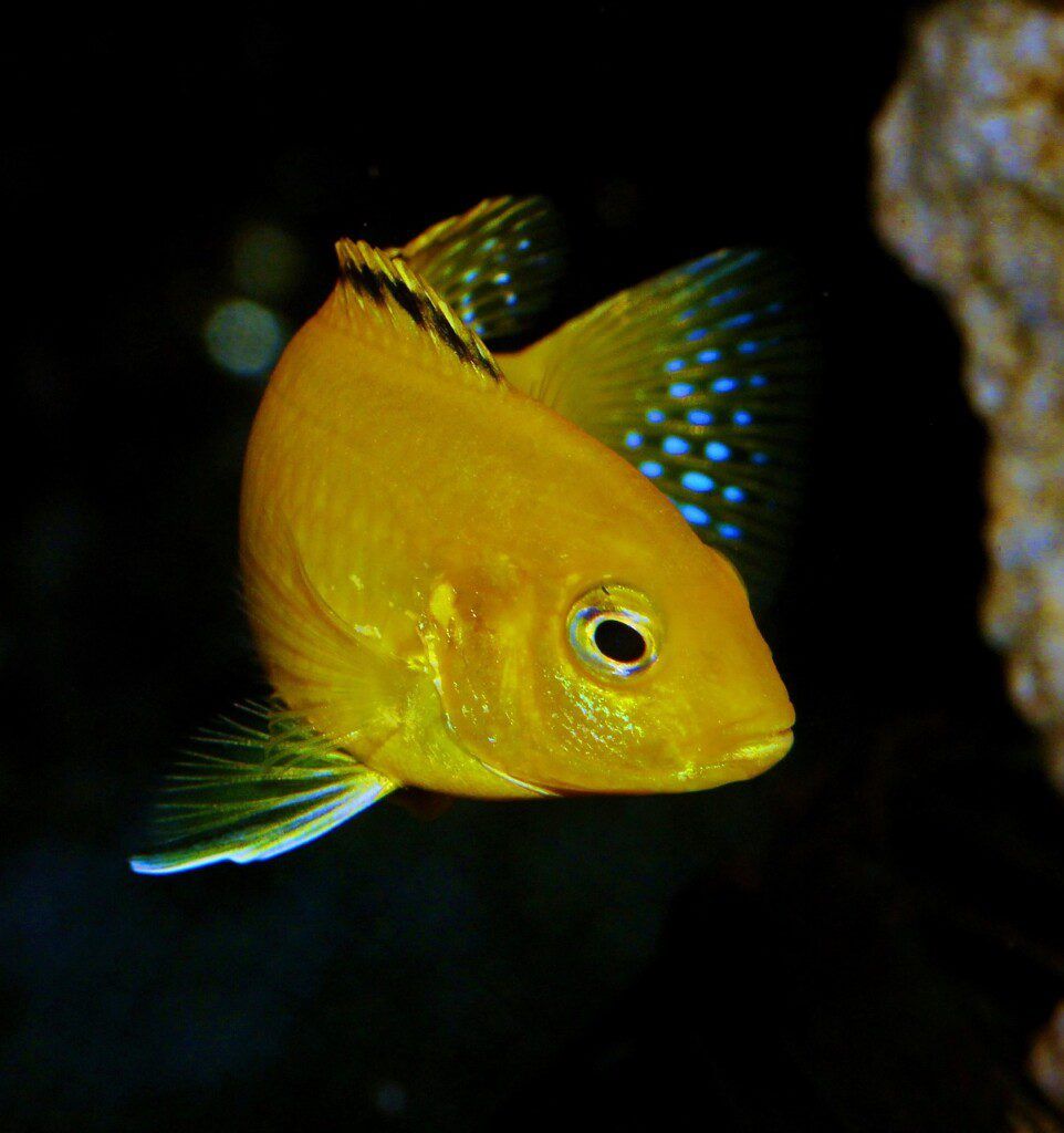 Close-up of electric yellow cichlid (Labidochromis caeruleus), a popular aquarium fish.