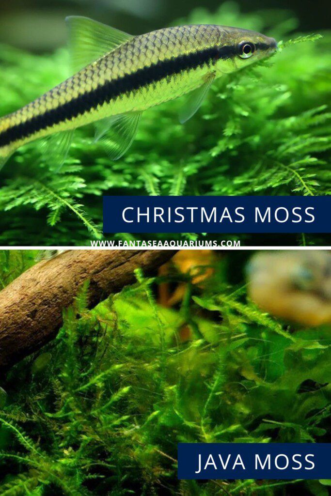 Comparison image of Christmas moss (top) and Java moss (bottom) in the aquarium. 
