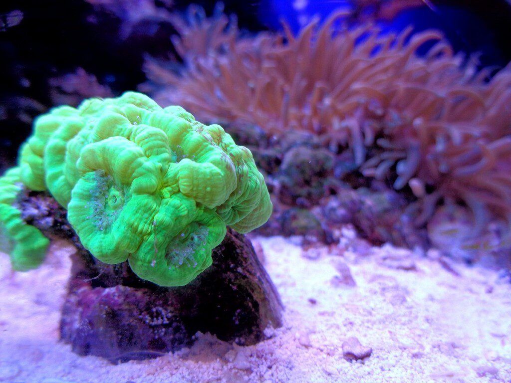 Bright green candy cane coral in the aquarium.