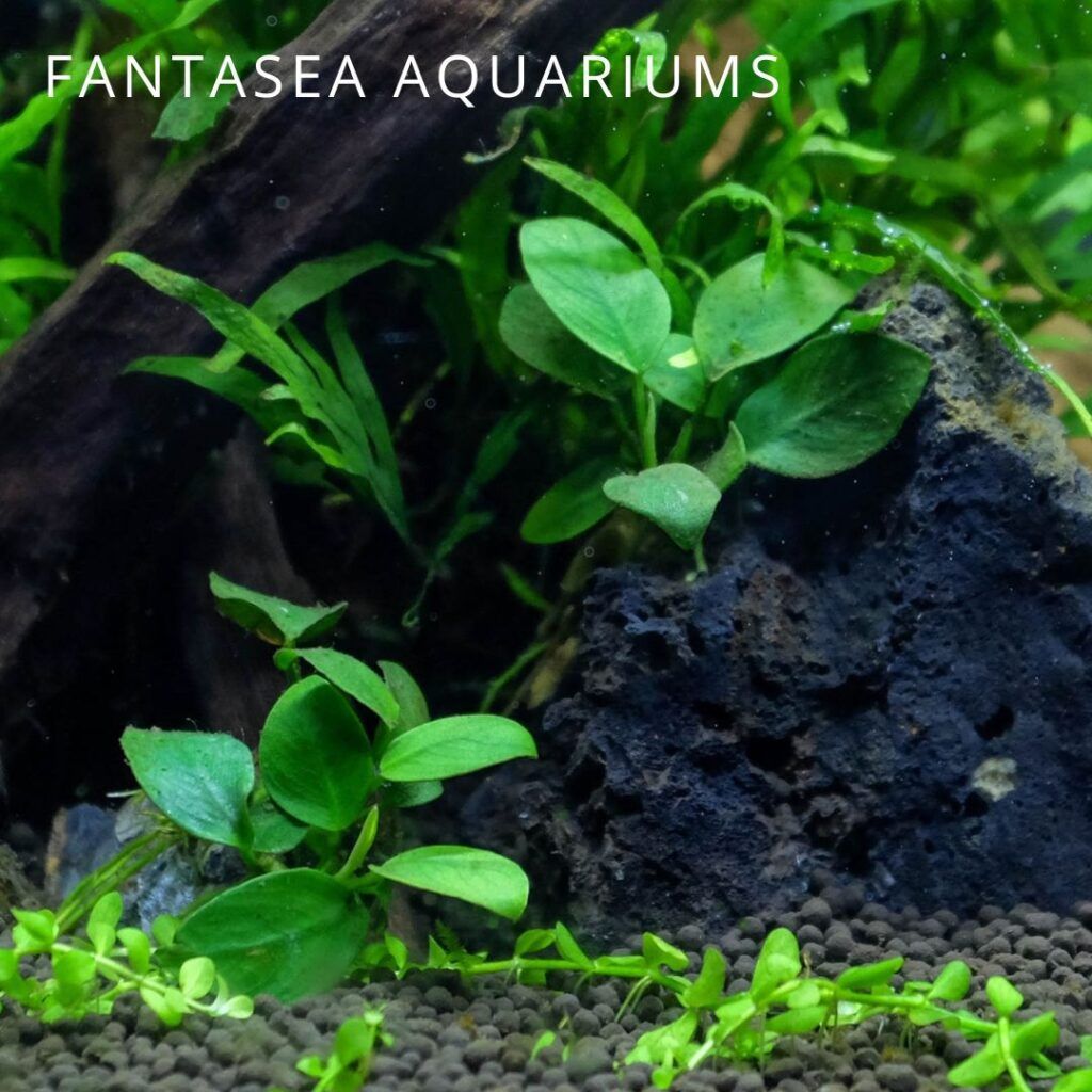Anubias aquarium plant on lava rock