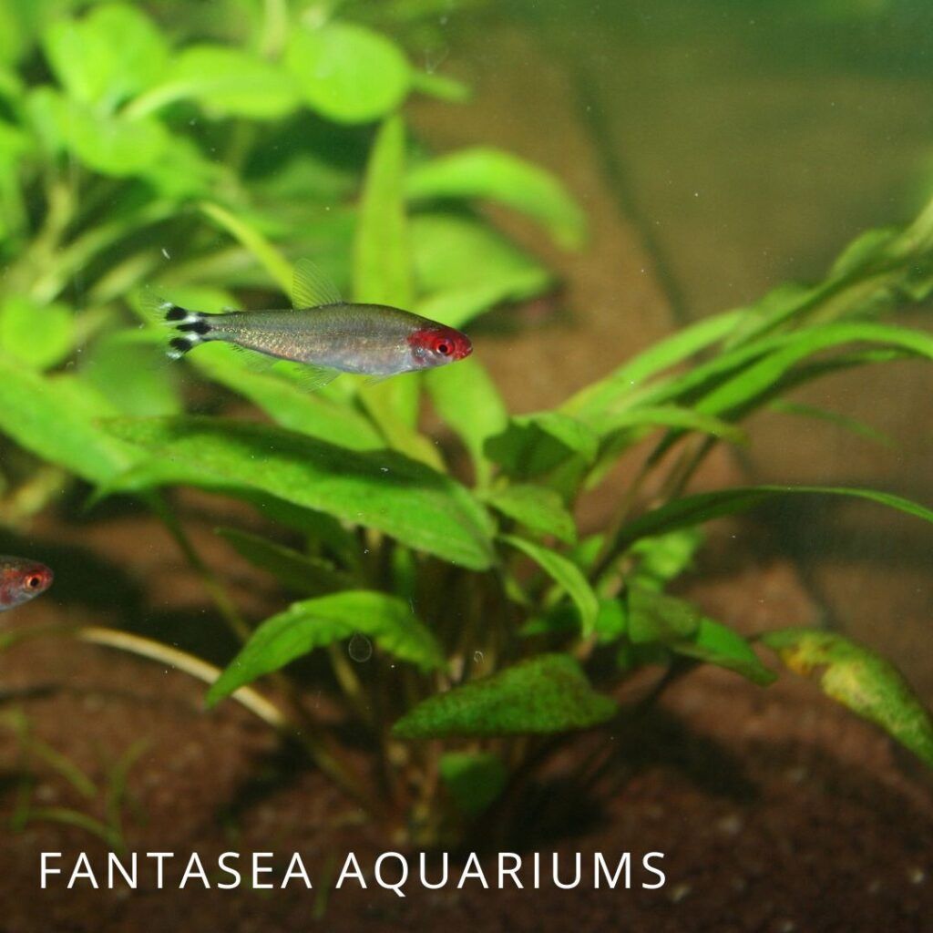 Rummynose tetra aquarium fish with Cryptocoryne plant in the background