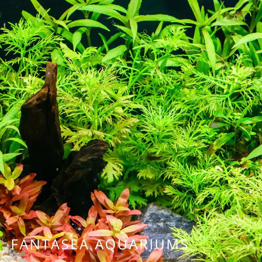 Hygrophila difformis and other aquarium plants in a fish tank. 