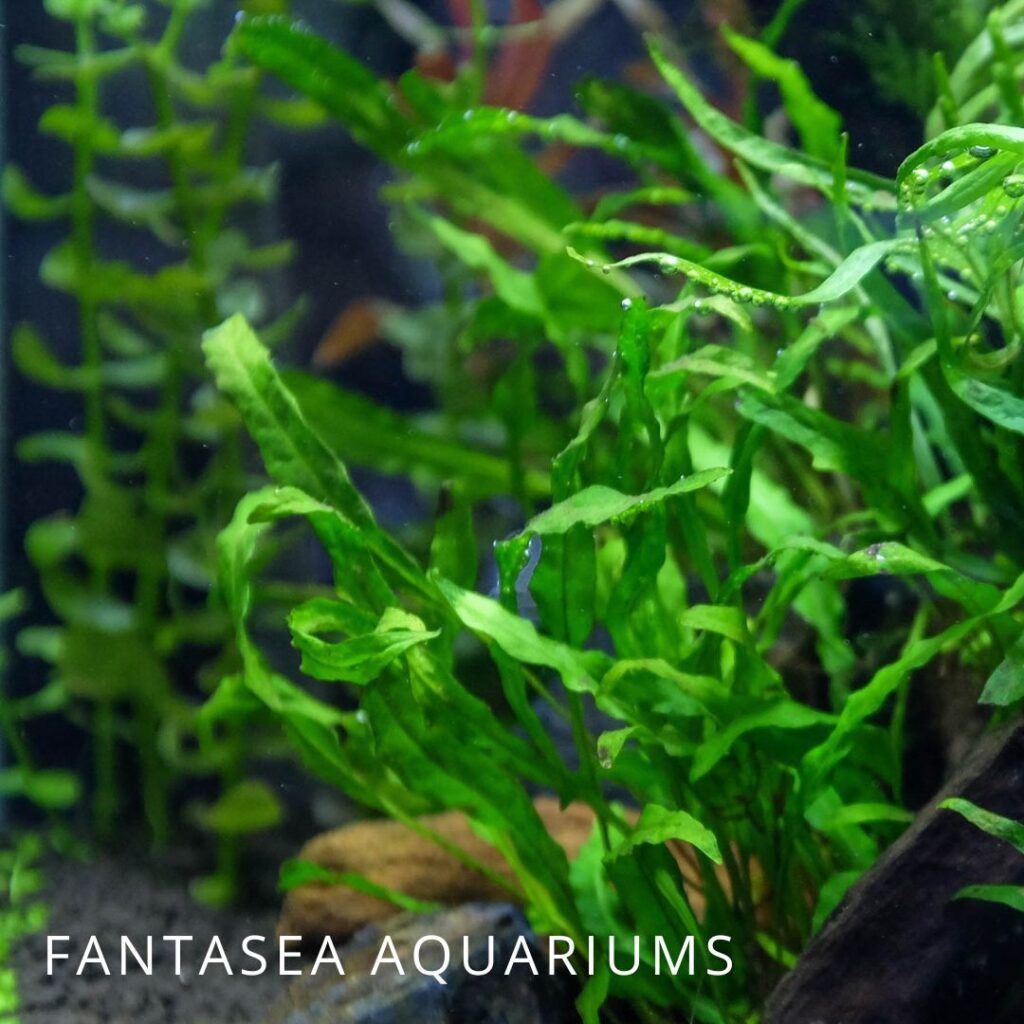 Java fern aquarium plant