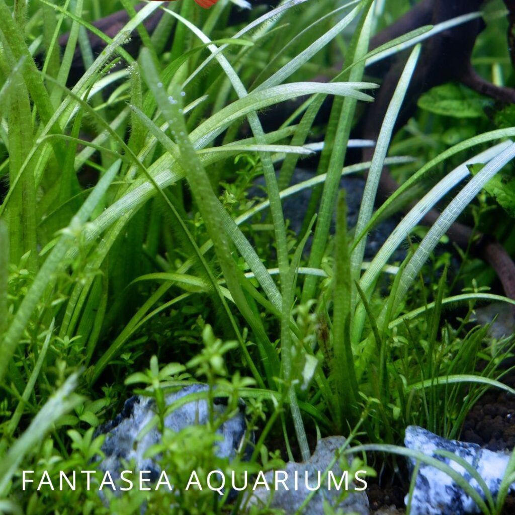 Vallisneria spiralis aquarium plant