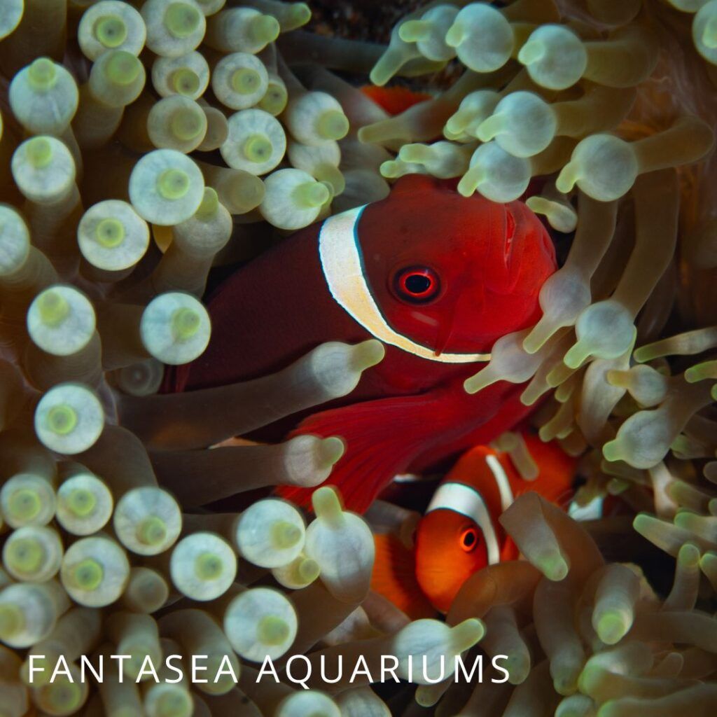 Male and female maroon clownfish in bubble tip anemone